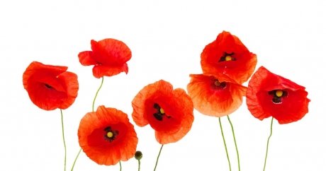 4 Ways to Observe Remembrance Day