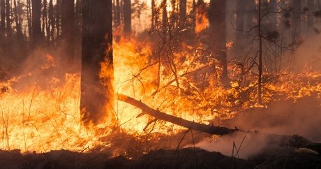 Fort McMurray fires: what you can do to help